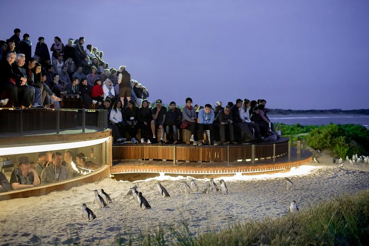 Phillip Island Penguin Parade Express Tour From Melbourne - Accommodation Great Ocean Road 3