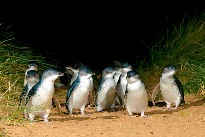 Phillip Island Penguin Parade Express Tour From Melbourne - Accommodation Great Ocean Road 5
