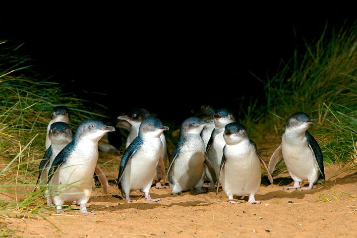 Puffing Billy Moonlit Sanctuary  Penguins Day Tour - Melbourne Tourism