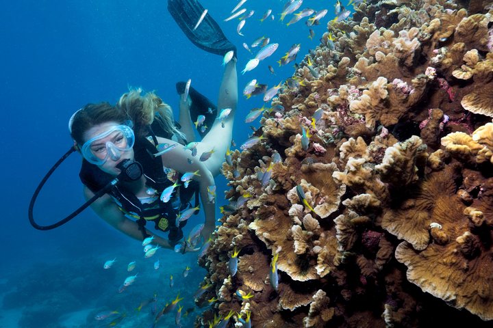 Great Barrier Reef Diving And Snorkeling Cruise From Cairns - Australia Accommodation 1