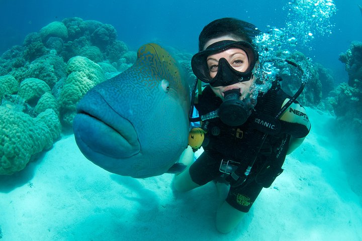 Great Barrier Reef Diving And Snorkeling Cruise From Cairns - Australia Accommodation 2