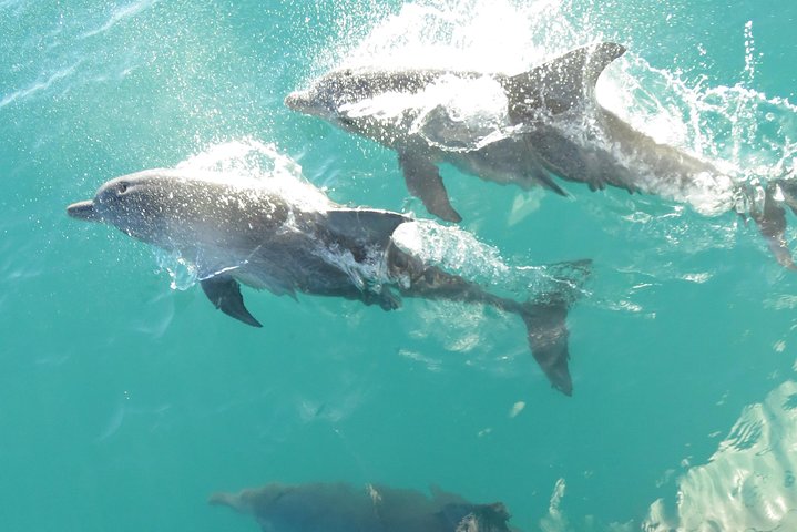 Roebuck Bay Snubfin Dolphin Cruise - Accommodation Perth 2