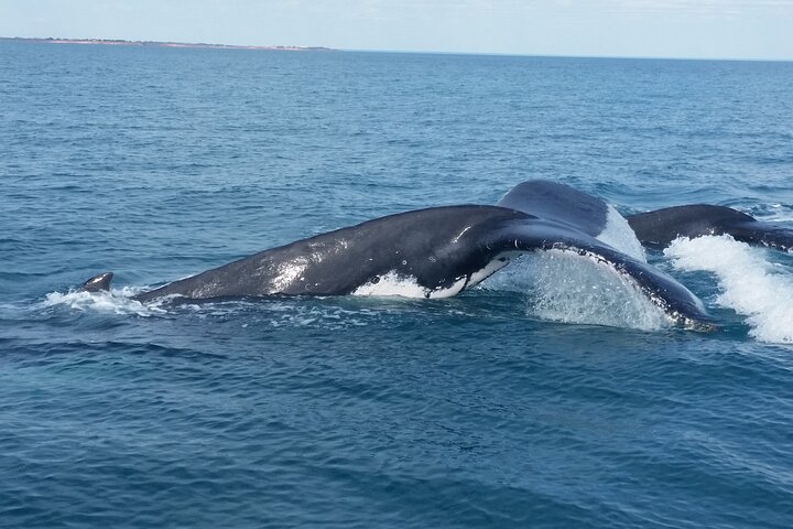 AOC Whale Watching From Broome - thumb 1