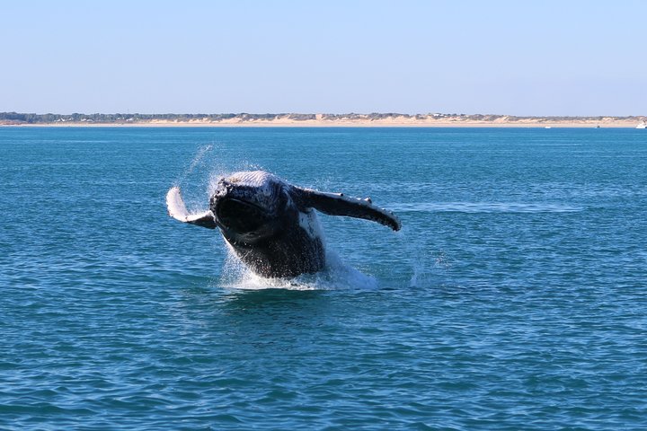 AOC Whale Watching From Broome - thumb 2