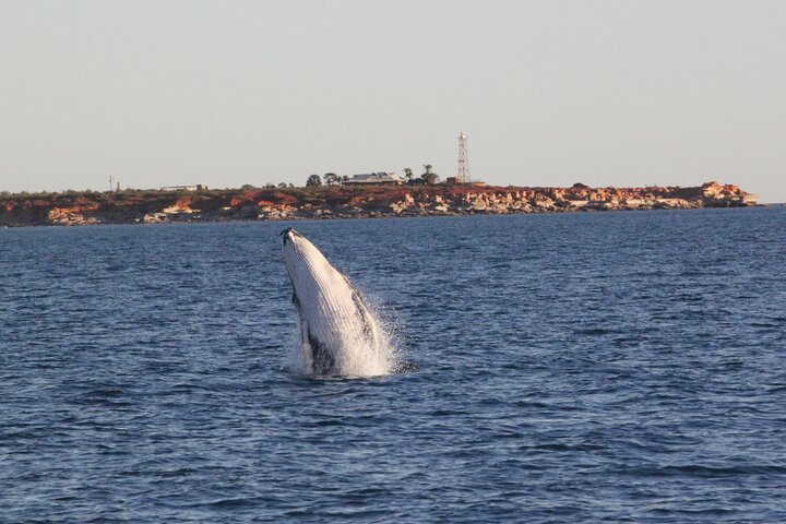 AOC Whale Watching From Broome - thumb 3