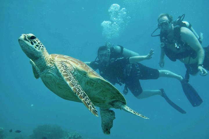 Ocean Freedom Great Barrier Reef Personal Luxury Snorkel & Dive Cruise, Cairns - Palm Beach Accommodation 4