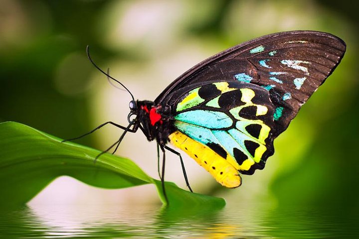Australian Butterfly Sanctuary - thumb 4