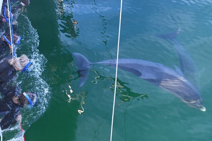 Dolphin Cruise from Adelaide with Optional Dolphin Swim - South Australia Travel