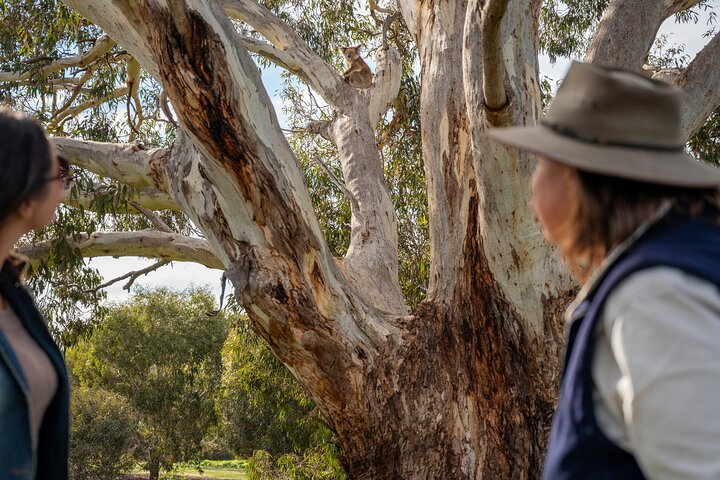 Full Day Flinders Chase Tour From Kangaroo Island - thumb 5