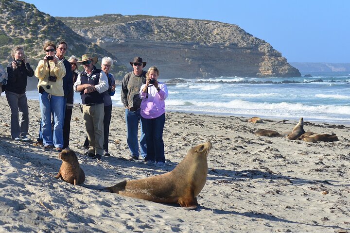 Full day Seal Bay Experience departing from Kangaroo Island - Accommodation Adelaide