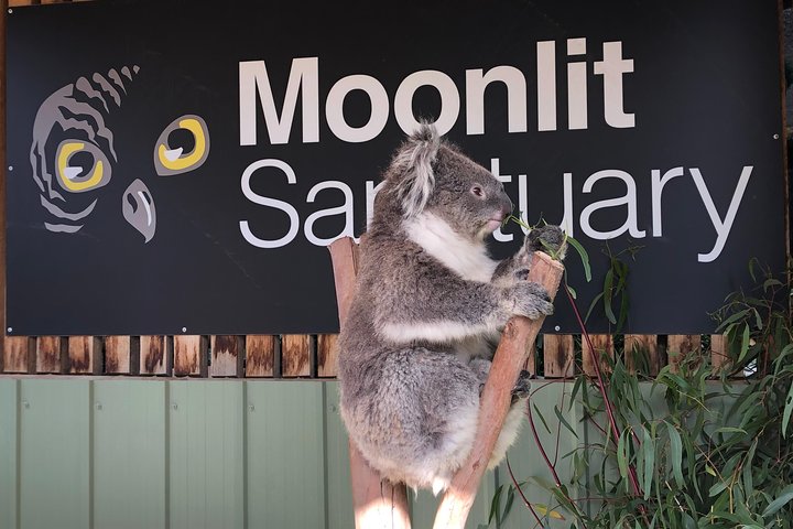Private Tour: Phillip Island, Penguin Parade And Moonlit Sanctuary Conservation Park From Melbourne - thumb 3