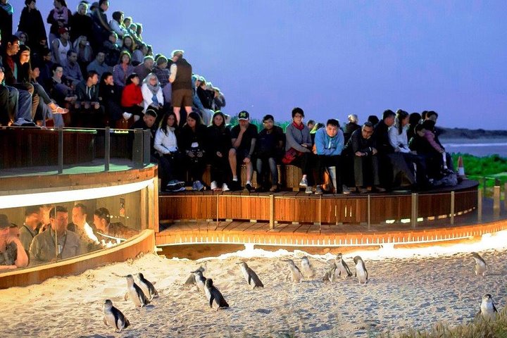 Private Tour: Phillip Island, Penguin Parade And Moonlit Sanctuary Conservation Park From Melbourne - thumb 4