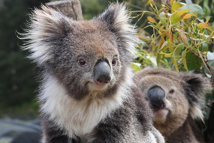 Kuranda Koala Gardens and Birdworld Admission Tickets - Dalby Accommodation