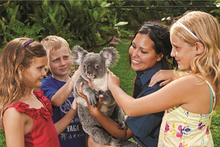 Kuranda Koala Gardens General Entry Ticket - Accommodation Cooktown