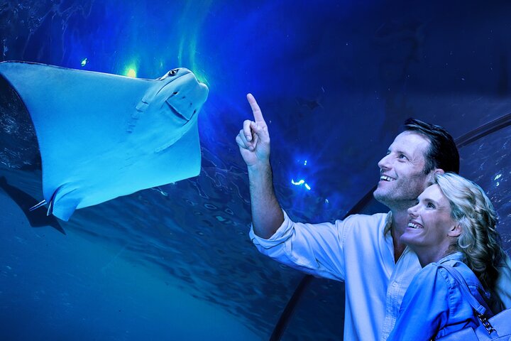 Cairns Aquarium Tour By Twilight With Drink And Appetiser - thumb 4