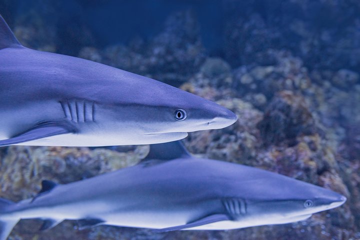 Cairns Aquarium Dive With The Sharks - Accommodation Rockhampton 1