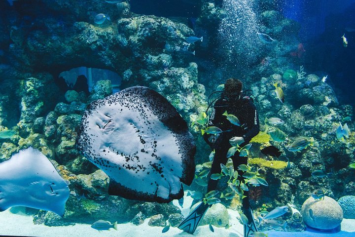 Cairns Aquarium Dive With The Sharks - Accommodation Rockhampton 2