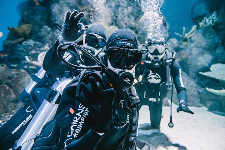 Cairns Aquarium Dive With The Sharks - Accommodation Rockhampton 3