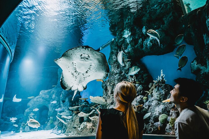 Cairns Aquarium Dive With The Sharks - thumb 4