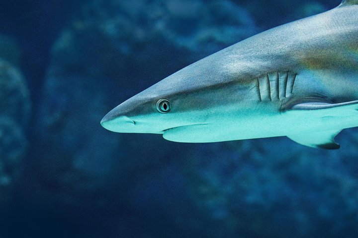 Cairns Aquarium Dive With The Sharks - thumb 5