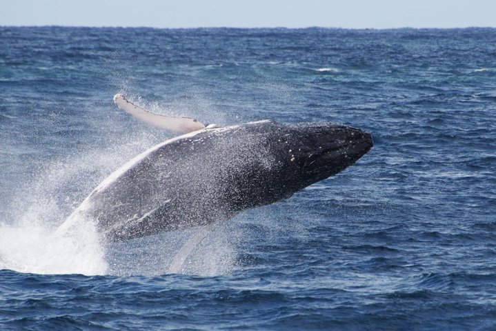 Whale Watching by Sea World Cruises - Accommodation Brisbane