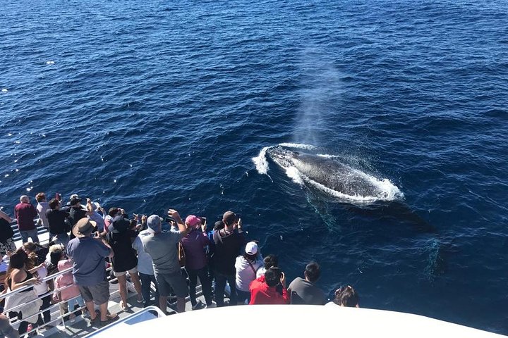 Whale Watching By Sea World Cruises - thumb 5