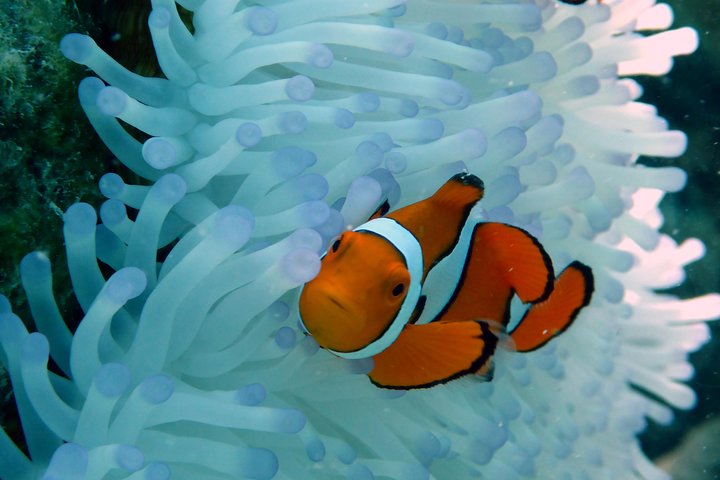 Seastar Luxury Outer Great Barrier Reef Island and Reef Tour from Cairns - Dalby Accommodation