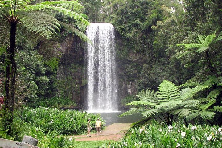 Private Daintree and Cape Tribulation Tour from Port Douglas - Phillip Island Accommodation