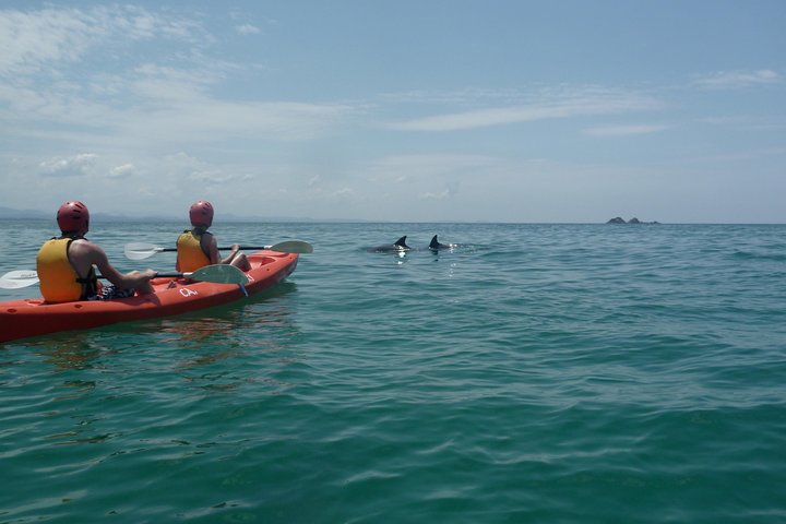 Kayaking With Dolphins In Byron Bay Guided Tour - Lismore Accommodation 4