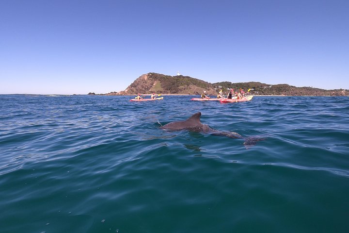 Kayaking With Dolphins In Byron Bay Guided Tour - Lismore Accommodation 5