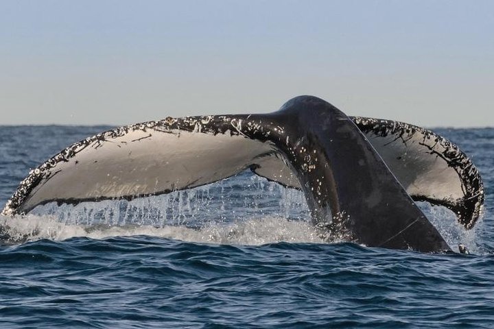 Sydney Whale-Watching Cruise Including Lunch or Breakfast - Accommodation Broken Hill
