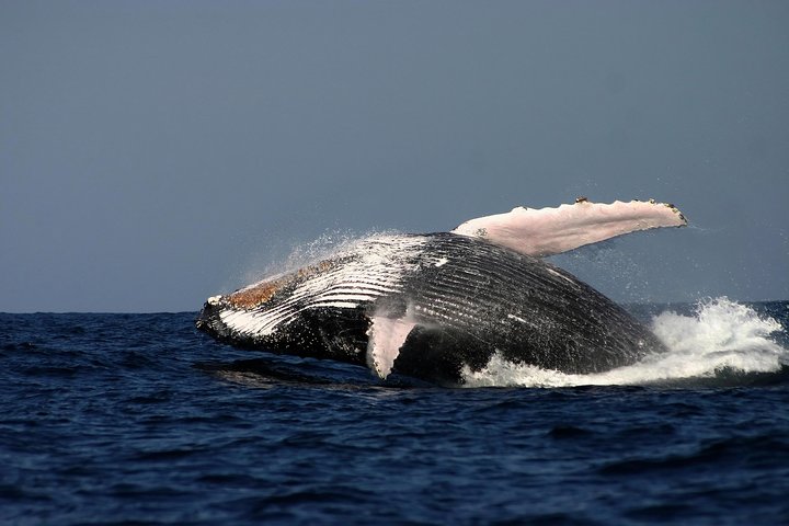 Sydney Whale-Watching Cruise Including Lunch Or Breakfast - Maitland Accommodation 1