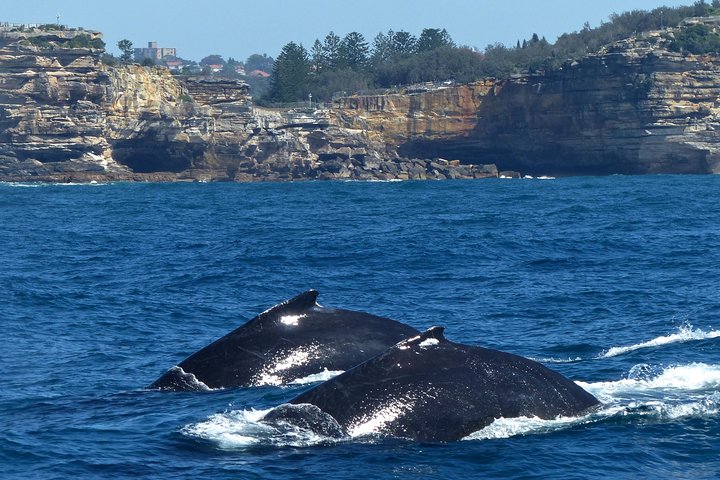 Sydney Whale-Watching Cruise Including Lunch Or Breakfast - Maitland Accommodation 2