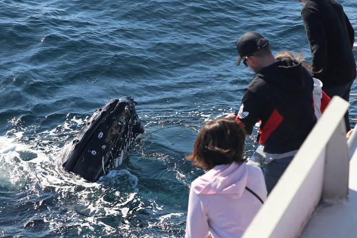 Sydney Whale-Watching Cruise Including Lunch Or Breakfast - Hervey Bay Accommodation 5