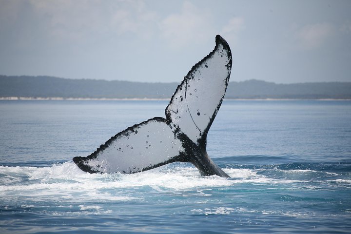 Hervey Bay Whale Watching Cruise - Tourism Listing