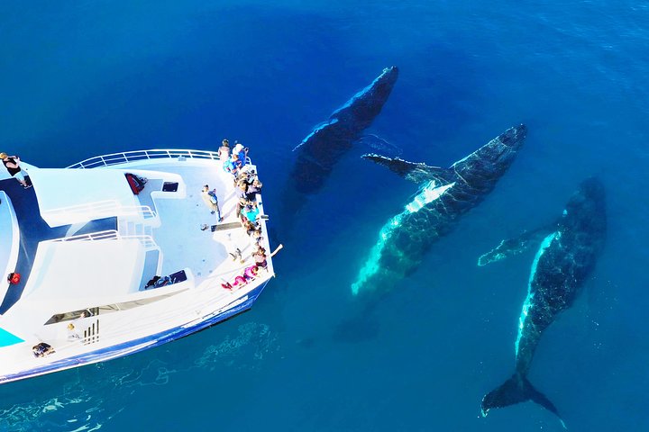 Hervey Bay Whale Watching Cruise - Accommodation Cooktown 3
