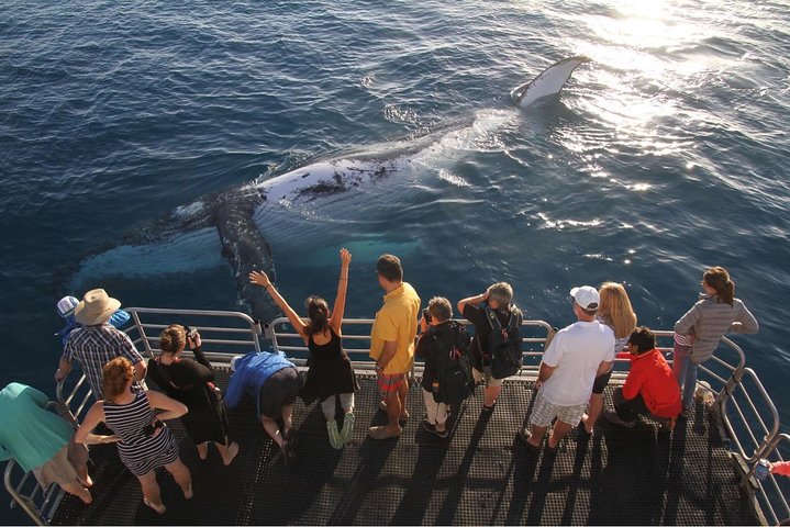 Hervey Bay Whale Watching Cruise - Accommodation Cooktown 4