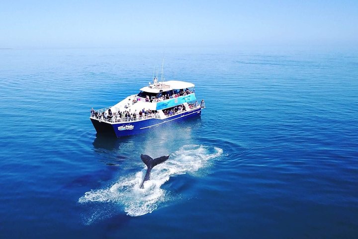 Hervey Bay Whale Watching Cruise - thumb 5