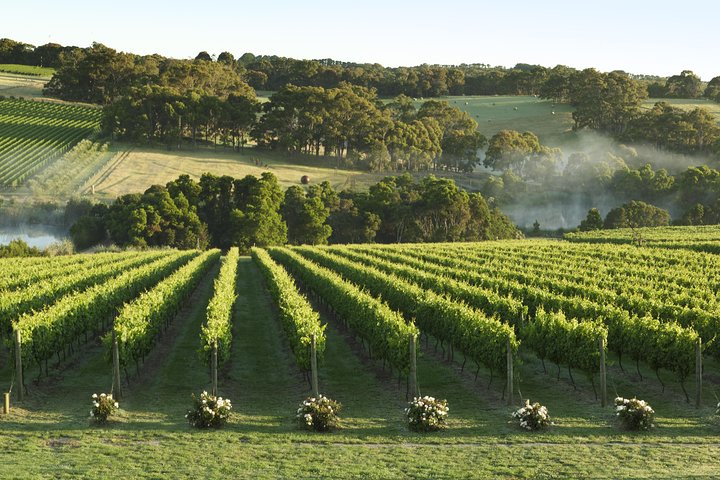Mornington Peninsula Winery Tours With Cheese, Chocolate Tastings From Melbourne - thumb 4