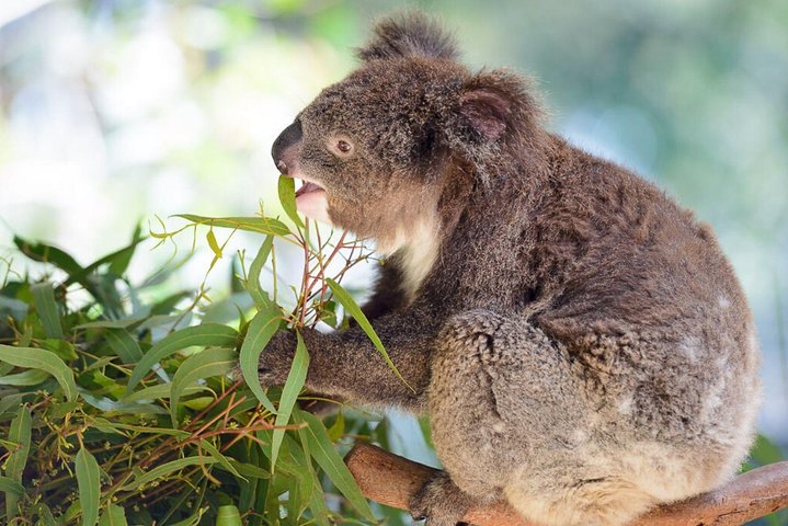 Blue Mountains Private Tour With Kangaroos & Koala Encounter - thumb 0