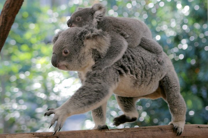 Lone Pine Koala Sanctuary Admission with Brisbane River Cruise - Accommodation Cooktown