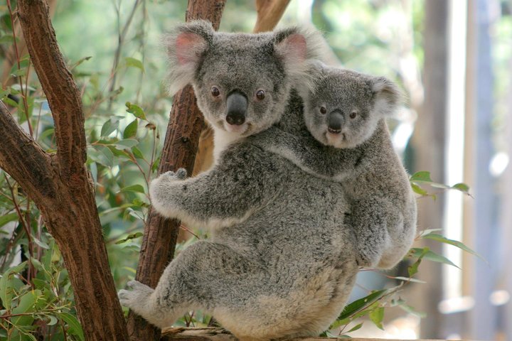 Lone Pine Koala Sanctuary Admission With Brisbane River Cruise - Kingaroy Accommodation 3