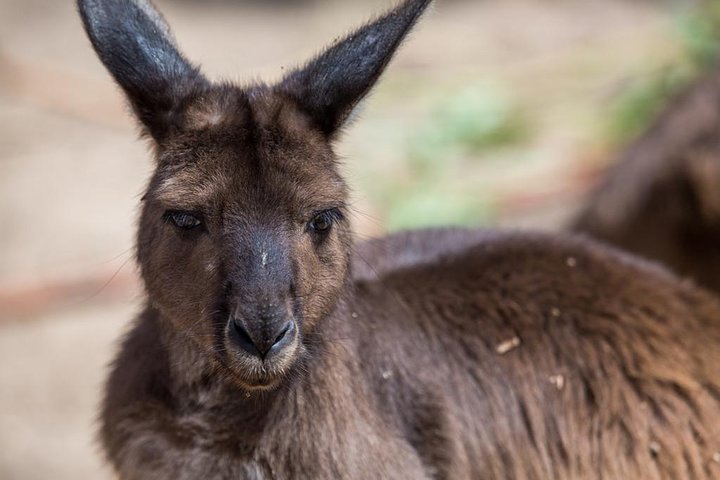 Australian Wildlife Tour at Melbourne Zoo Ticket - Casino Accommodation