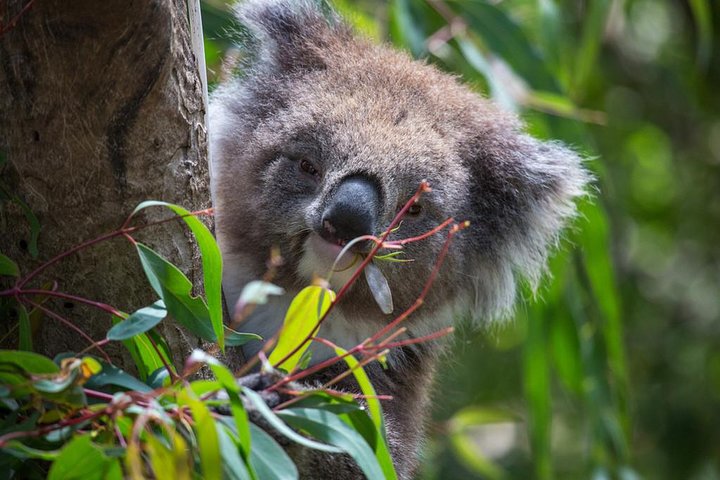 Australian Wildlife Tour At Melbourne Zoo Ticket - thumb 1