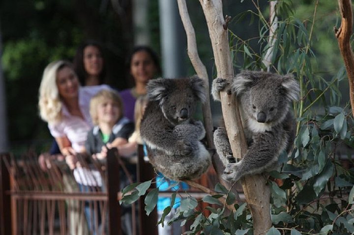 Australian Wildlife Tour At Melbourne Zoo Ticket - thumb 2