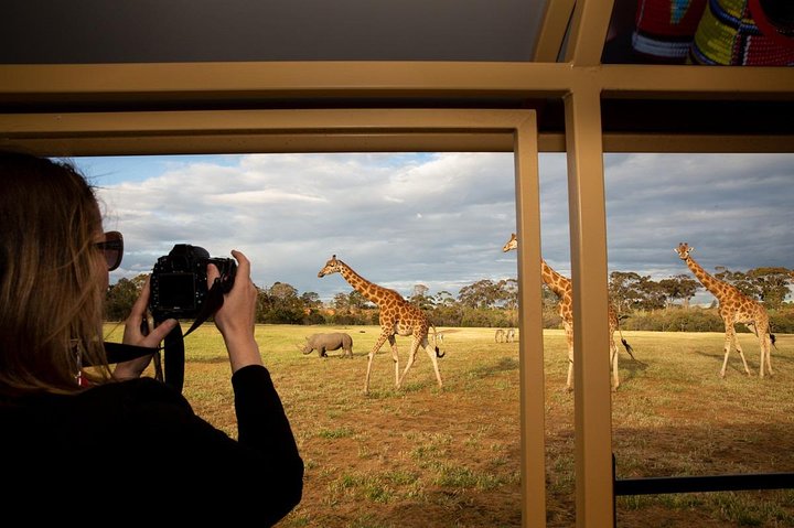 Sunset Safari At Werribee Open Range Zoo - Accommodation Resorts 4