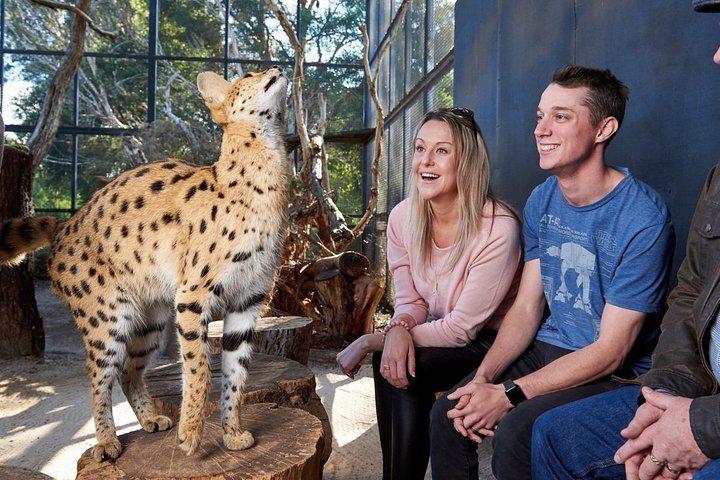 African Cat Encounter at Werribee Open Range Zoo - Pubs Melbourne