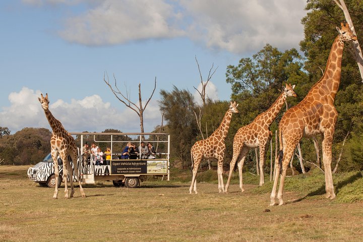 Off-Road Safari At Werribee Open Range Zoo - thumb 3