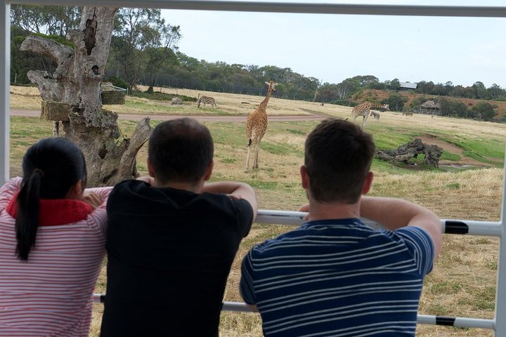 Off-Road Safari At Werribee Open Range Zoo - thumb 4