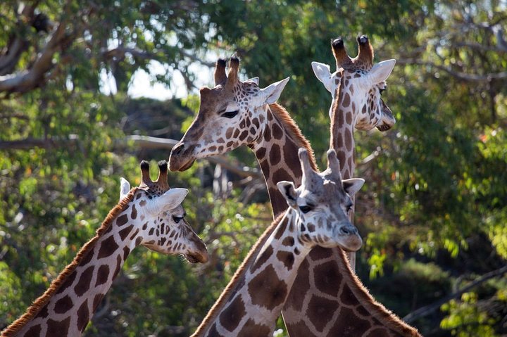 Werribee Open Range Zoo General Admission Ticket - Southport Accommodation